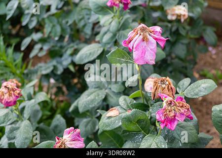 fleur rose fanée sur un buisson dans un jardin, montrant la pourriture et la fin de la floraison. fond botanique naturel avec des feuilles vertes et une mise au point douce. Banque D'Images