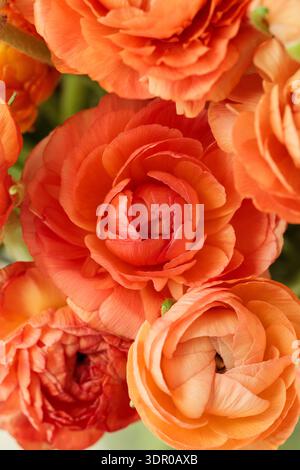 Un gros plan extrême des fleurs de ranoncule orange (Ranunculus asiaticus), en se concentrant sur les pétales en couches ressemblant à des roses qui créent une texture florale riche Banque D'Images