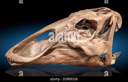 Crâne fossile, hadrosaure à crête, Brachylophosaurus canadensis, Montana, Crétacé supérieur Banque D'Images