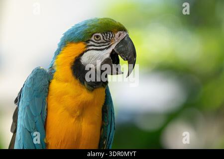 bleu vif et or aras est perché sur un arbre dans la jungle obtient un portrait en gros plan par une journée ensoleillée Banque D'Images