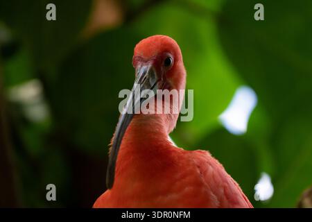 perché sur une branche d'arbre au-dessus de la jungle tropicale, l'ibis scarlet se rapproche de son éclatant Banque D'Images