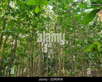 Une belle plantation de forêt tropicale dense avec des troncs d'arbres hauts et minces et un feuillage vert éclatant au-dessus de la tête. La vue vers le haut capture le soleil Banque D'Images