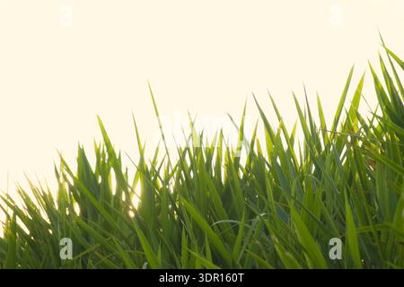 Des lames vertes de Pennisetum purpureum (herbe Napier, herbe à éléphant) atteignant le ciel, utilisées pour le fourrage, la bioénergie et la conservation des sols. Banque D'Images
