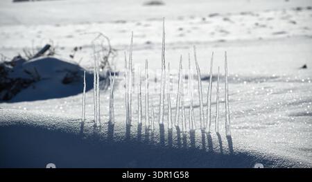 Une rangée de glaçons minces s'élève d'un banc de neige, projetant de longues ombres dramatiques sur la neige ensoleillée scintillante et créant une scène hivernale calme et nette Banque D'Images