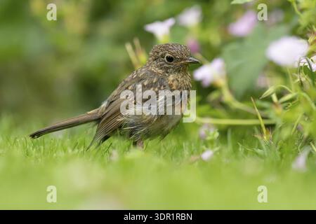 robin européen (Erithacus rubecula) jeune bébé oiseau de jardin naissant sur une pelouse en été, Angleterre, Royaume-Uni Banque D'Images