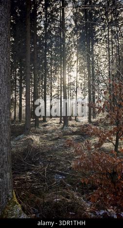La lumière du soleil tombe à travers de grands arbres et jette des ombres sur le sol de la forêt, feuilles de hêtre (Fagus) au premier plan, randonnée hivernale sur le Rennsteig, Thuring Banque D'Images