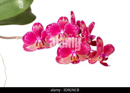 Rares belles fleurs de phalaenopsis d'orchidée rouge rose avec des éclaboussures sur le bord des pétales isolés sur fond blanc. Fleurs intérieures Banque D'Images