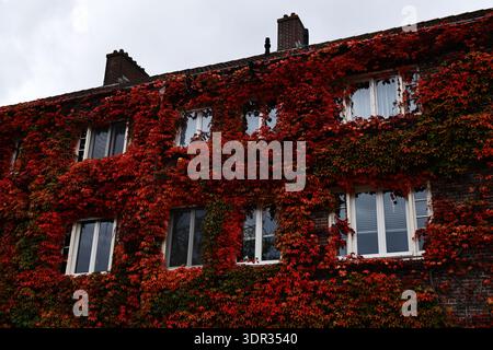 Dense lierre rouge grimpe un immeuble d'appartements en briques autour de fenêtres blanches encadrées sur Pieter Lastmankade à Amsterdam, pays-Bas sous un ciel frais couvert. Banque D'Images