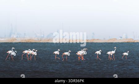 Vue d'un troupeau de flamants roses qui pataugeaient gracieusement dans les eaux sombres et texturées sur un fond industriel brumeux, Walvis Bay, région d'Erongo, Namib Banque D'Images