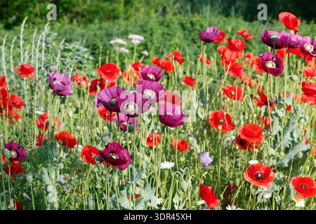 Mohn, Klatschmohn, Klatsch-Mohn, Schlafmohn, Schlaf-Mohn, Unser Naturgarten dans Hammer, Mitte Juni, Garten, Beete, Beet, insektenfreundlicher Garten, v Banque D'Images
