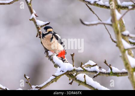 Grand pic tacheté dans des branches couvertes de neige avec un fond gris Banque D'Images