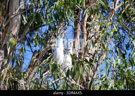 Oiseaux aquatiques se reposant et se nourrissant à Tygum Lagoon à Waterford, Logan City, Queensland, Australie. La lagune fournit un habitat important pour les oiseaux indigènes. Banque D'Images