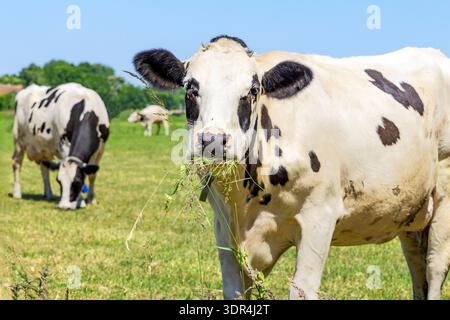 Vache en pâturage mangeant des brins d'herbe bouchés, gros plan vache noire et blanche, et un ciel bleu Banque D'Images