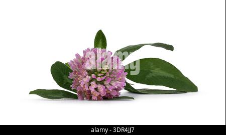 Vue de face de fleur de trèfle rouge trifolium pratense floraison avec des feuilles vertes et la tige, posée à plat sur la surface. Isolé sur fond blanc. Banque D'Images
