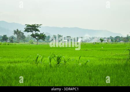 Des rizières verdoyantes s'étendent sous les collines brumeuses, avec un arbre solitaire et la fumée du village lointain sous un ciel pâle. Banque D'Images