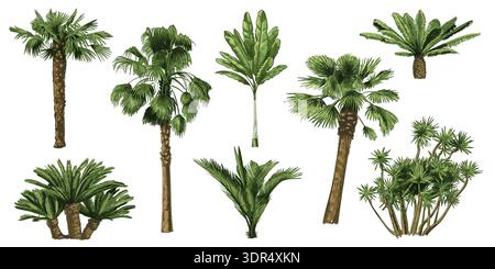 Ensemble de palmiers dessinés à la main. Plantes tropicales de gravure vintage pour affiche de vacances, papier peint de station et paysage d'été. Feuilles tropicales détaillées, exotiques Illustration de Vecteur