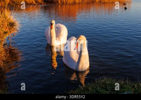 Une paire de cygnes muets, Cygnus olor nagent sur un lac à Eastbourne, East Sussex, Royaume-Uni Banque D'Images