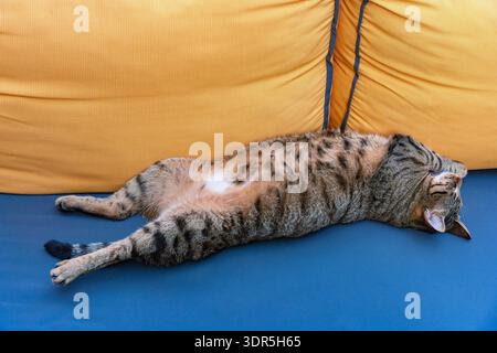 Chat Tabby allongé sur le dos sur un coussin de canapé coloré, se reposant confortablement dans une pose détendue et profitant d'un moment de repos calme Banque D'Images