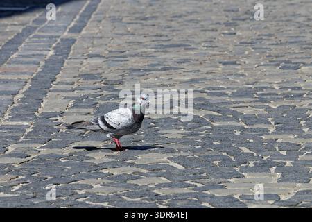Un seul pigeon aux plumes grises et blanches marche sur un pavé texturé avec des ombres projetées par les bâtiments Banque D'Images