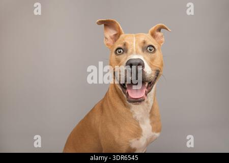 Portrait d'un terrier tan pit Bull de race mixte heureux avec une bouche ouverte assise devant un fond gris Banque D'Images