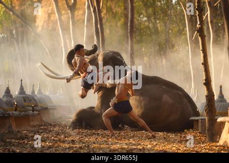 Deux boxeurs Muay Thai combattant à côté d'un éléphant dans la brume au crépuscule, Thaïlande Banque D'Images