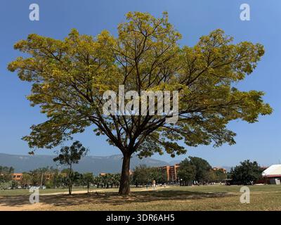 Immense arbre de propagation dans le parc ouvert sous un ciel bleu clair, scène de nature urbaine paisible avec des montagnes à distance, bien-être en plein air et ambiance de vie lente Banque D'Images