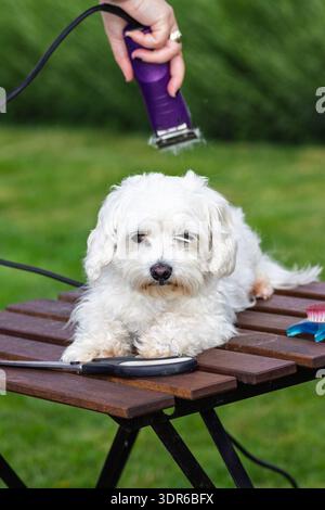 Un petit chien blanc repose calmement sur une table de toilettage en bois à l'extérieur tandis qu'un toiletteur tondeuse son pelage avec des tondeuses électriques, transportant soin, patience et ro Banque D'Images