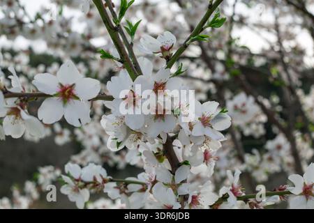 Fleurs d'amande blanche (Prunus dulcis) sur branche en fleurs au printemps Banque D'Images