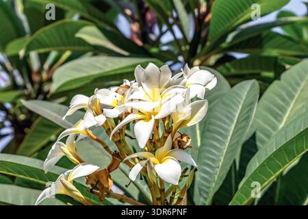 Gros plan des fleurs de Plumeria (Frangipani), présentant des pétales blancs et un centre jaune vif. La vue détaillée met en évidence la texture cireuse Banque D'Images