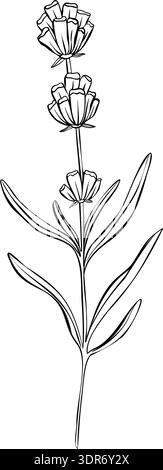 Illustration vectorielle de fleur de lavande dans le style de contour dessiné à la main. Élégante branche isolée florale à encre monochrome. ELEMENT naturel de plantes a base de plantes pour Illustration de Vecteur