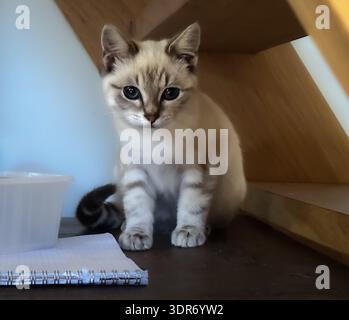 Vue d'un chaton beige sous un escalier intérieur Banque D'Images