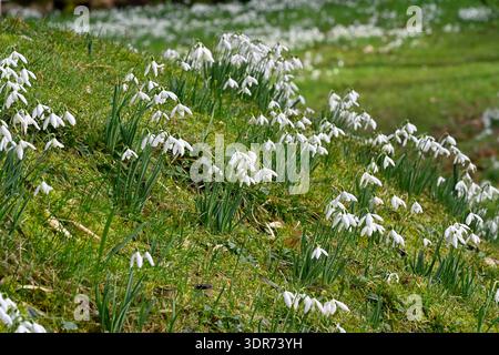 Fleurs blanches d'hiver de gouttes de neige communes, galanthus nivalis, poussant sur la rive moussue dans la forêt britannique février Banque D'Images