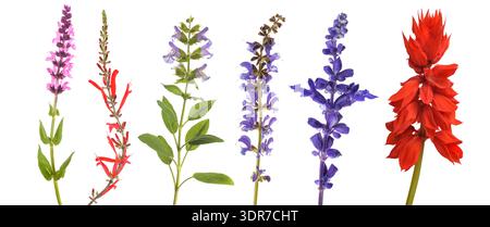 Fleurs de sauge varius ensemble isolé sur blanc Banque D'Images