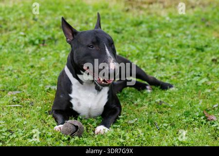 Mini Bull terrier noir avec une boule déchirée couchée dans l'herbe pour un portrait en plein air Banque D'Images