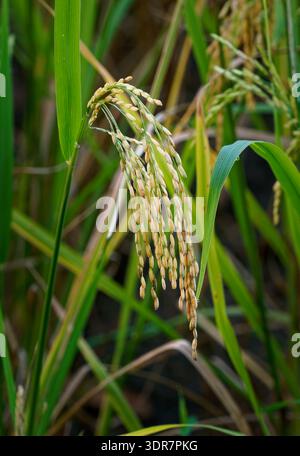Gros plan du riz en maturation (Oryza sativa) panicule avec des grains dorés dans les rizières, céréales de base nourrissant des milliards dans le monde entier, symbole de l'agriculture, f Banque D'Images