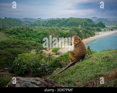 Macaque à longue queue (Macaca fascicularis) assis sur une falaise au-dessus de la baie tropicale à Lombok, Indonésie ; paysage côtier avec plage et forêt, prim sauvage Banque D'Images