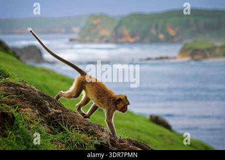 Macaque à longue queue (Macaca fascicularis) assis sur une falaise au-dessus de la baie tropicale à Lombok, Indonésie ; paysage côtier avec plage et forêt, prim sauvage Banque D'Images