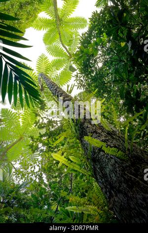Canopée de fougères tropicales vue d'en bas dans la forêt tropicale de Nouvelle-Calédonie, frondes vertes luxuriantes contre le ciel bleu, perspective vers le haut montrant l'île vierge Banque D'Images