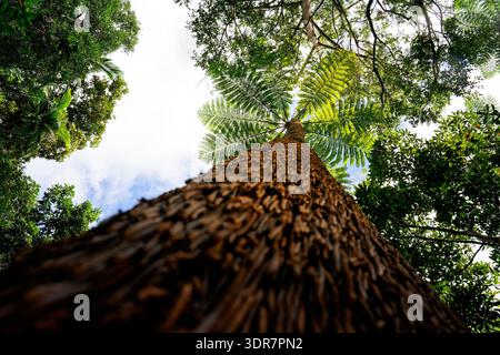 Canopée de fougères tropicales vue d'en bas dans la forêt tropicale de Nouvelle-Calédonie, frondes vertes luxuriantes contre le ciel bleu, perspective vers le haut montrant l'île vierge Banque D'Images