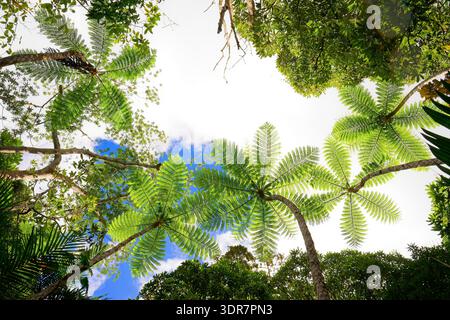 Canopée de fougères tropicales vue d'en bas dans la forêt tropicale de Nouvelle-Calédonie, frondes vertes luxuriantes contre le ciel bleu, perspective vers le haut montrant l'île vierge Banque D'Images