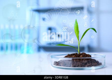 Biochimie. Boîte de Petri avec plante sur table en laboratoire. Schéma avec icônes, brin d'ADN et molécules Banque D'Images