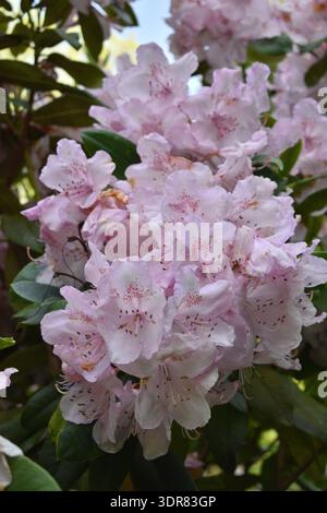 Fleurs roses de Rhododendron « Christmas Cheer » Banque D'Images