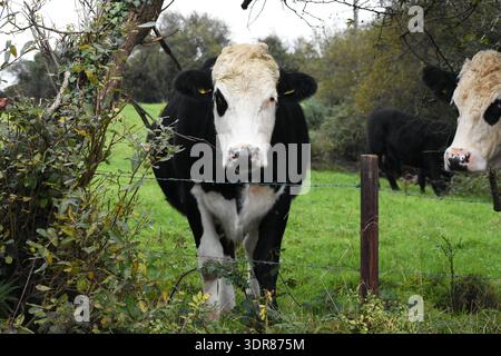 Black Angus Copyspace Banque D'Images