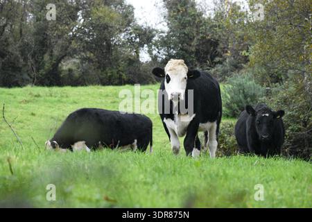 Black Angus Copyspace Banque D'Images