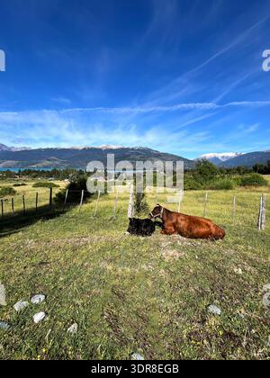 Deux vaches se reposant sur l'herbe verte au premier plan avec un lac de montagne pittoresque et des sommets enneigés s'élèvent derrière l'eau, créant un alpin spectaculaire Banque D'Images