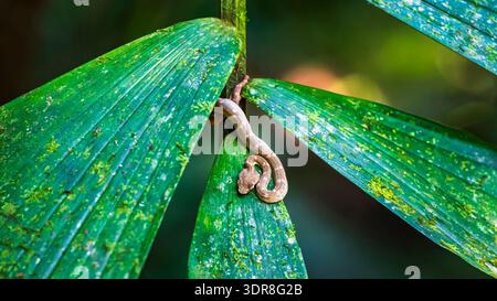 Vipère à cils (Bothriechis schlegelii), Parc des ponts suspendus de Mistico, province d'Alajuela, Costa Rica Banque D'Images