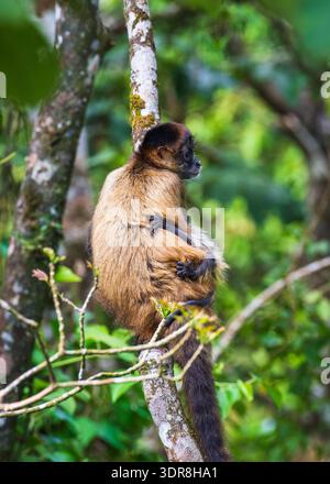 Le singe araignée de Geoffroy et son bébé (Ateles geoffroyi), Parc national du volcan Arenal, province d'Alajuela, Costa Rica Banque D'Images