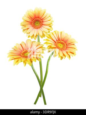 gros plan de bouquet de fleurs colorées de gerbera isolées sur fond blanc Banque D'Images