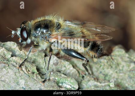 Brachypalpus valgus. Une mouche rare de la famille des mouches stationnaires (Syrphidae) dont les larves se développent dans la pourriture des arbres. Banque D'Images
