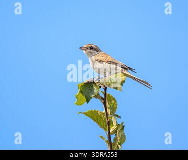Un jeune christiste à dos rouge, Lanius collurio, perché sur une branche devant le ciel bleu, Corfou, Grèce Banque D'Images